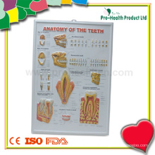 Dental Medical 3D Anatomy Chart